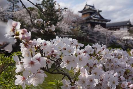 郡山城追手向櫓と開花したソメイヨシノの花の写真。平成28年4月2日撮影