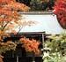 紅葉する木々に囲まれた東明寺本堂の写真