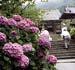 矢田寺の伽藍と境内に咲くアジサイの花の写真