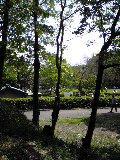 大和民俗公園内の3本の木の写真