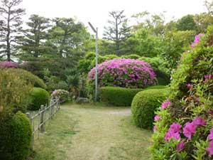 柳沢文庫前庭に咲く躑躅の写真