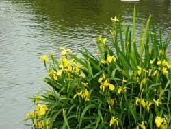 池の畔で咲く黄菖蒲の写真