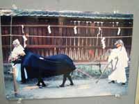 白い衣装来た人が黒い牛を引いている写真写真