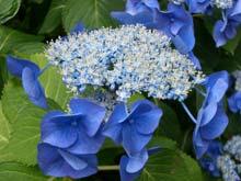 青い紫陽花のアップの写真