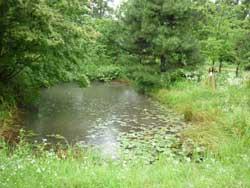 池の周りを緑が覆っている写真
