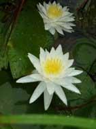 2輪の白い睡蓮の花の写真