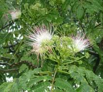 合歓木の花をアップで撮った写真