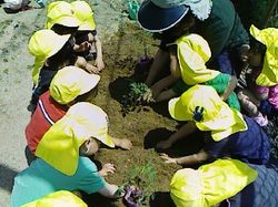 苗の埋め方の手本を見せている保育園の職員と、それを見ている保育園児たちの写真