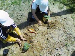 苗を植えて土を固めている男の子の写真