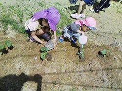 埋めた苗に水をあげている女の子の写真
