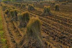 刈られた田んぼに束ねられたいくつもの藁の写真