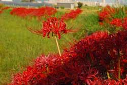 草むらに咲いたたくさんの満開の赤い彼岸花の写真