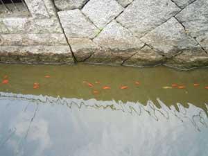 川の中で、たくさんの金魚が泳いでいる写真