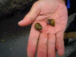 手のひらに、巻貝が二匹乗っている写真
