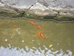 川の中で、数匹の金魚が泳いでいる写真