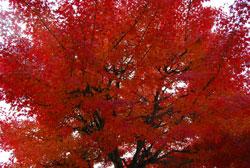 郡山城趾付近の柳沢文庫に赤く色づいた紅葉の樹の写真