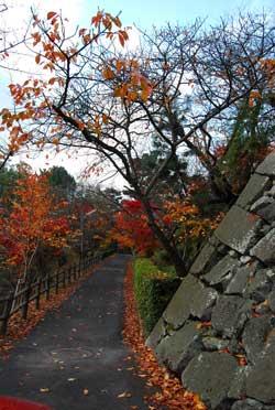 所ところに赤く色づいた紅葉の樹がある柳沢文庫へ続く坂道の写真