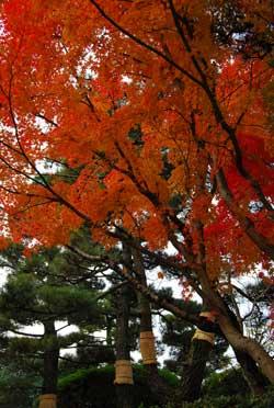 赤く色づいた紅葉の樹とその隣にある松の木の写真