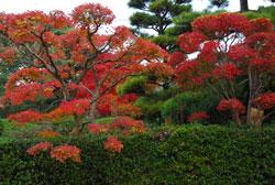 赤い葉と緑の葉が彩られているきれいに手入れされた庭園の写真