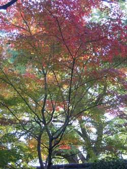 赤い葉と緑の葉のグラデーションで彩られた木々の写真