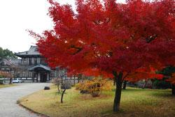城址会館の近くで真っ赤に染まった紅葉の樹の写真