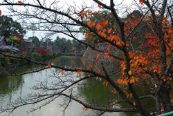 残り少なくなった紅葉の樹の奥に見える川の写真