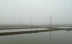 霧のかかる広い田んぼが広がっている写真