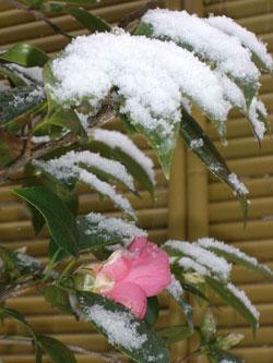 雪の乗ったサザンカの花の写真