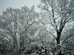 華のように木々に積もった雪の写真