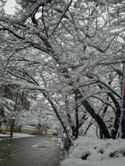 雪化粧の並木道の写真