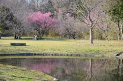 池が手前にあり奥の広場に咲く梅の花の写真