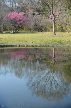 広場に咲く梅の花が池にくっきり映し出されている写真