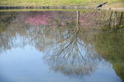 池に映る梅の花の写真