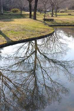 池に映る木の写真