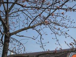 まだ緑の葉がなく蕾の九条公園の桜の写真