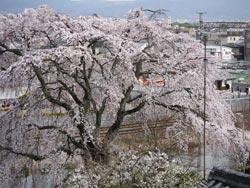 満開の郡山城跡の大きな桜の写真