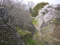 城跡の石垣と桜の写真