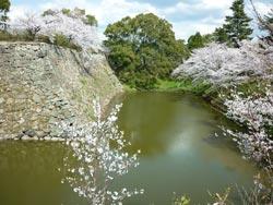お堀の周りに咲く桜の写真