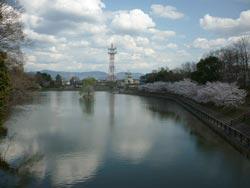 水辺に咲く桜の写真