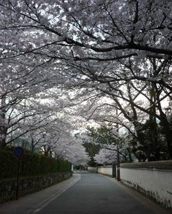 道沿いにアーチのように咲く桜の写真