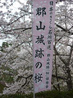 満開の桜を背景に郡山城跡の桜と書かれたのぼりの写真