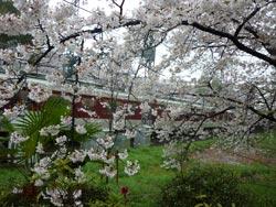 郡山城跡の桜を近くから撮影した写真