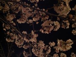 夜桜を近くから撮影した写真