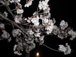 ライトアップされた夜桜を撮影した写真