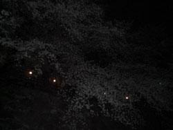 夜桜を遠距離から撮影した写真