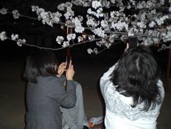 夜の桜の写真を携帯電話で撮る人々の写真