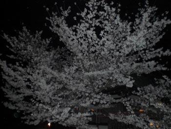 満開の花の夜桜の写真