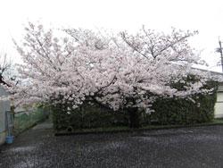植槻町の横に広がる満開の桜の写真