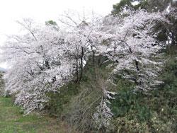 丘の途中に生えている郡山城跡北側の桜の写真