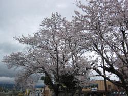 背景に橙色の建物がある井戸野町の桜の写真